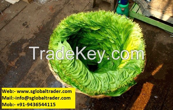 BETEL LEAF