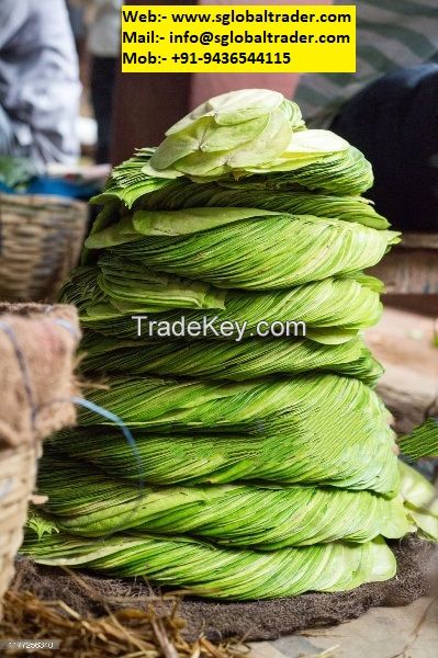 BETEL LEAF