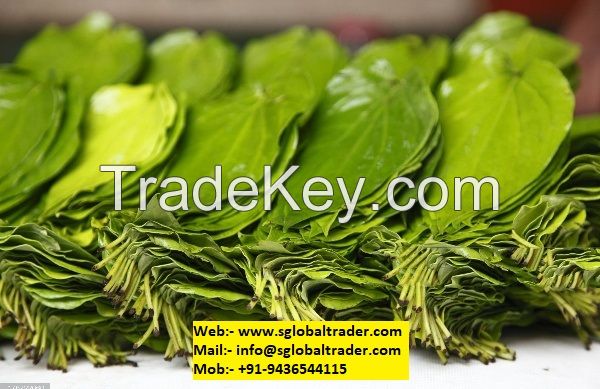 BETEL LEAF