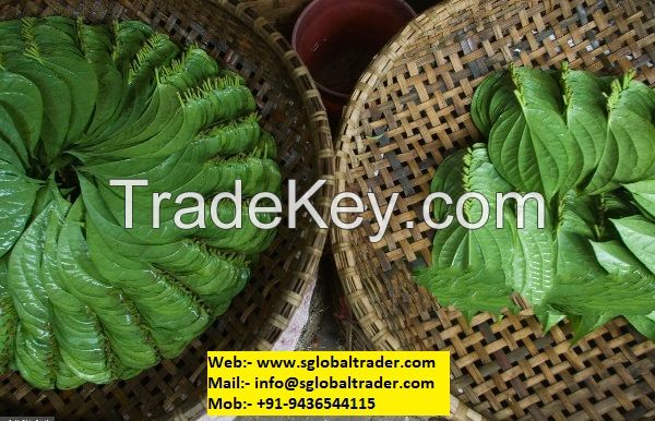 BETEL LEAF