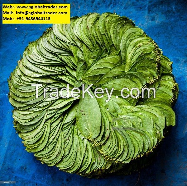 BETEL LEAF