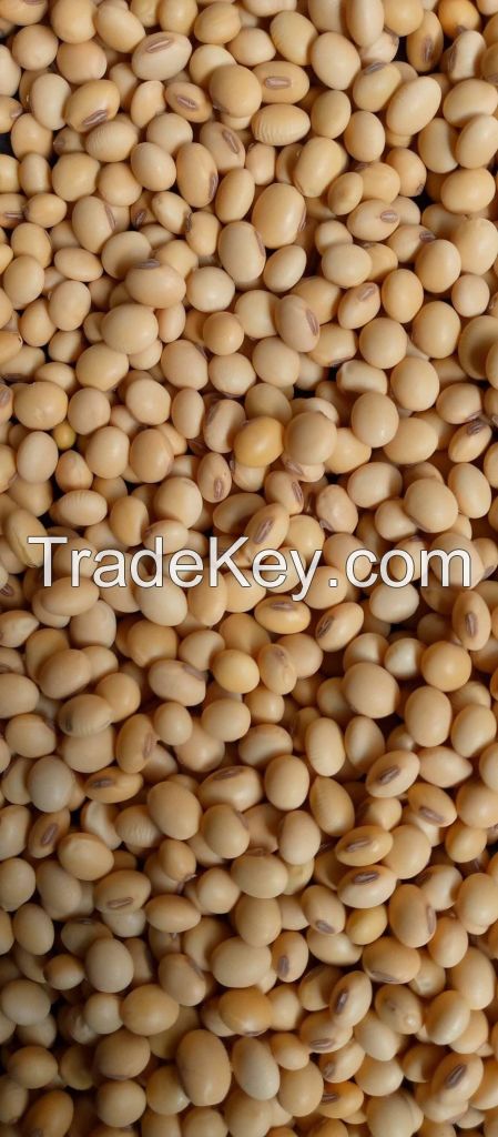 Soybean 