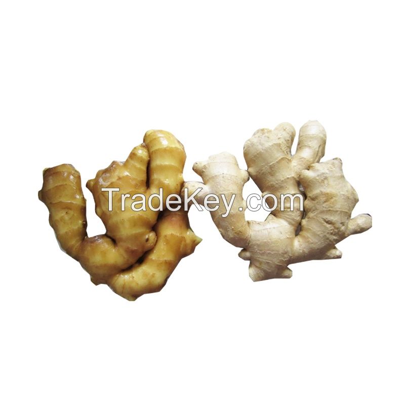 High quality of new crop Fresh ginger air dry or dried ginger root market price for organic Ginger export