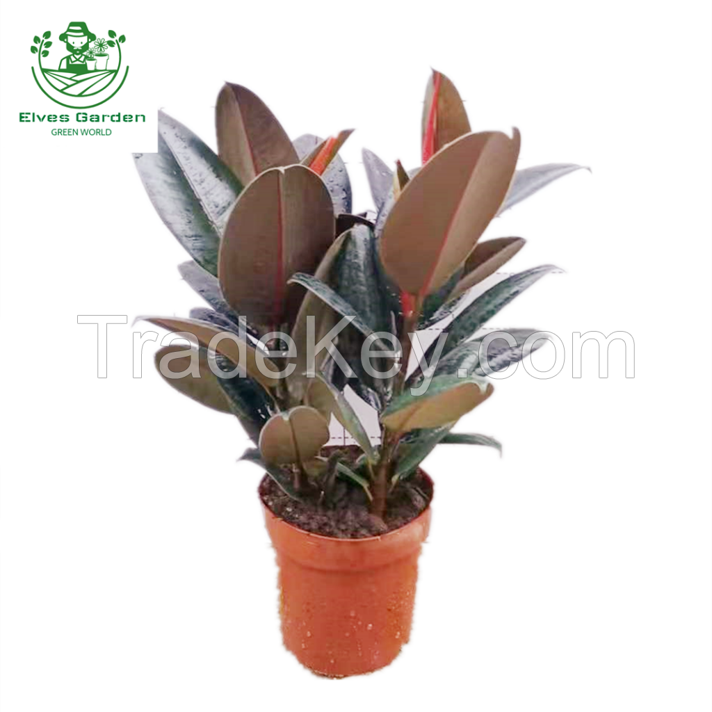 Rubber Tree Black Prince