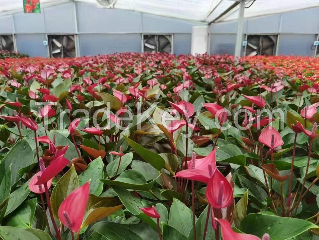 Anthurium Purple Cloud