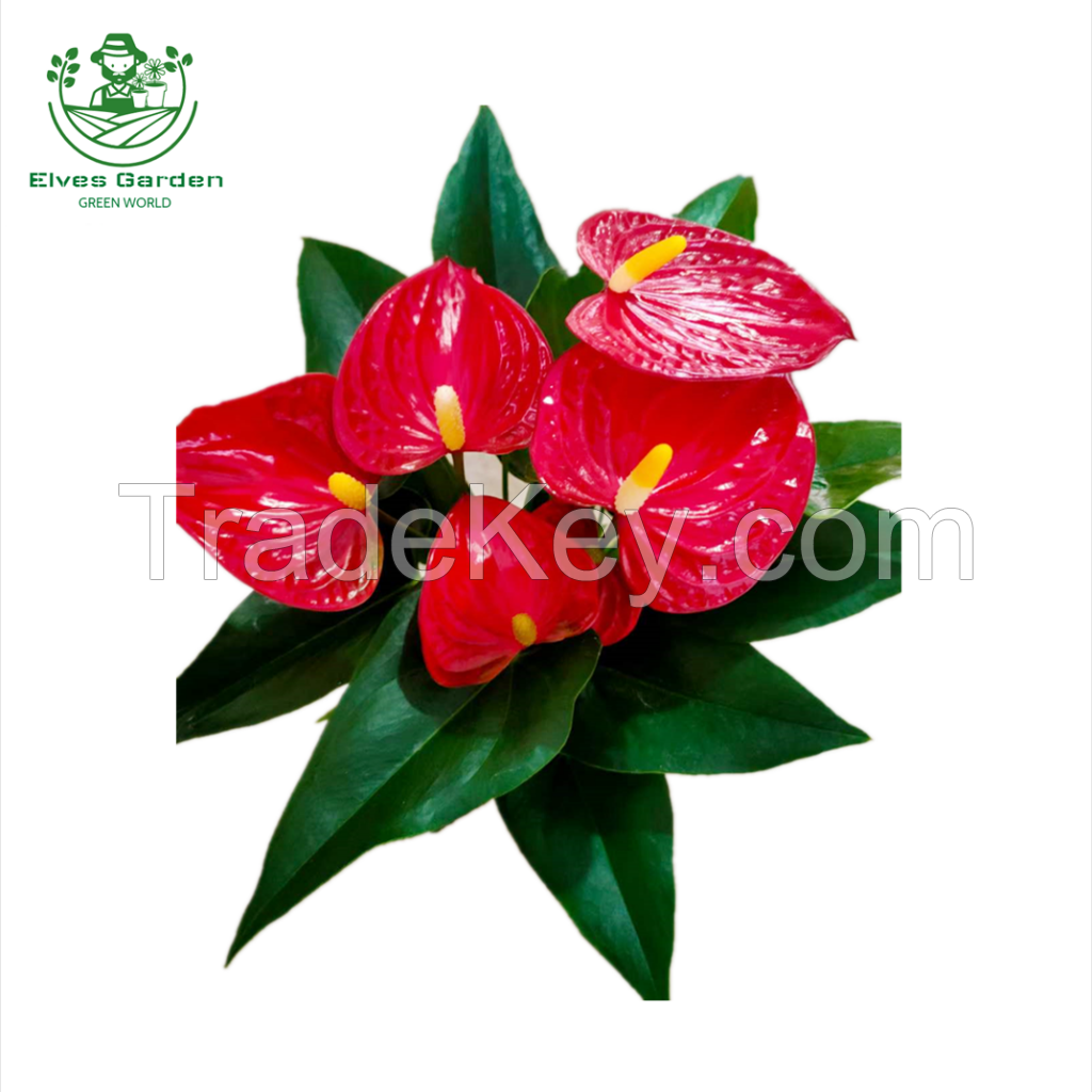 Anthurium Red