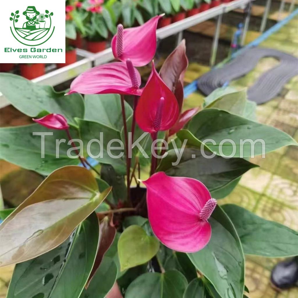 Anthurium Purple Cloud