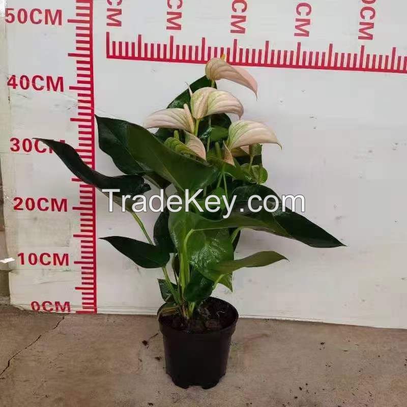 Anthurium Peach Julie