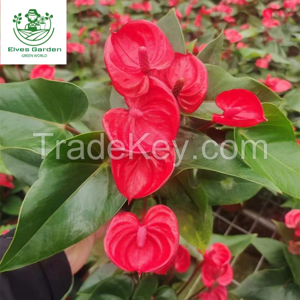 Anthurium Xiaojiao New Style