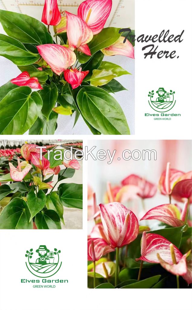 Anthurium Livium