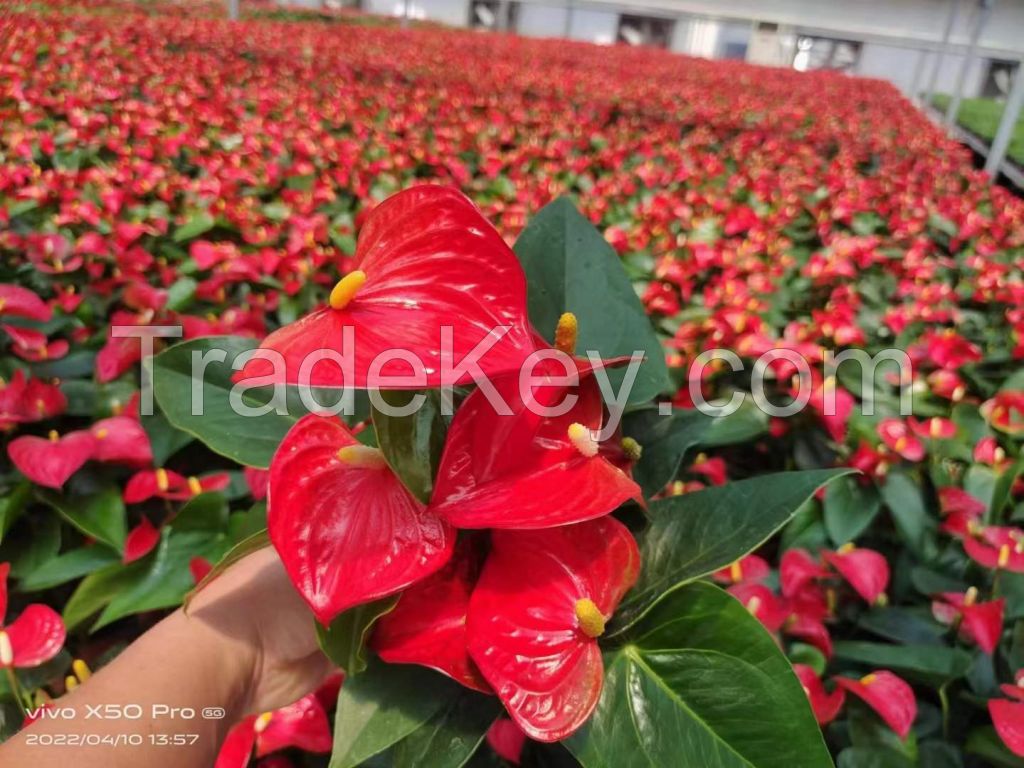 Anthurium Red