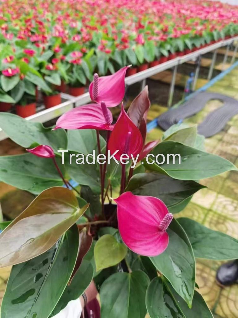 Anthurium Purple Cloud