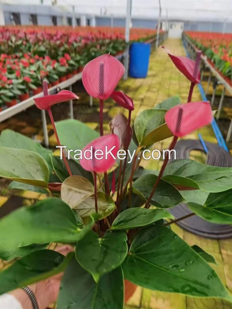 Anthurium Purple Cloud