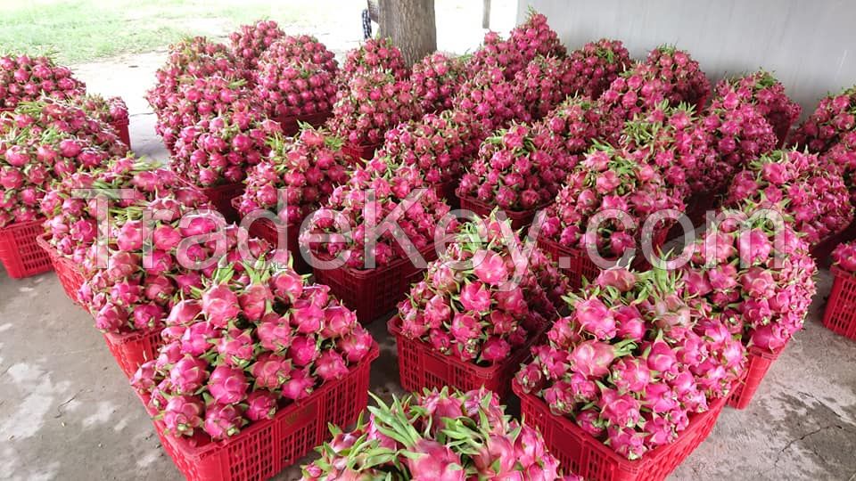 High Quality Fresh Dragon Fruit with Whatsapp: +84369952775