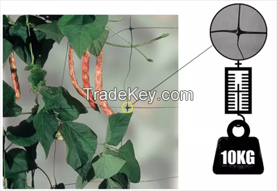 Plant Support Trellis Tomato Climbing Net