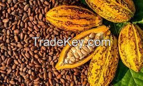 Cocoa beans