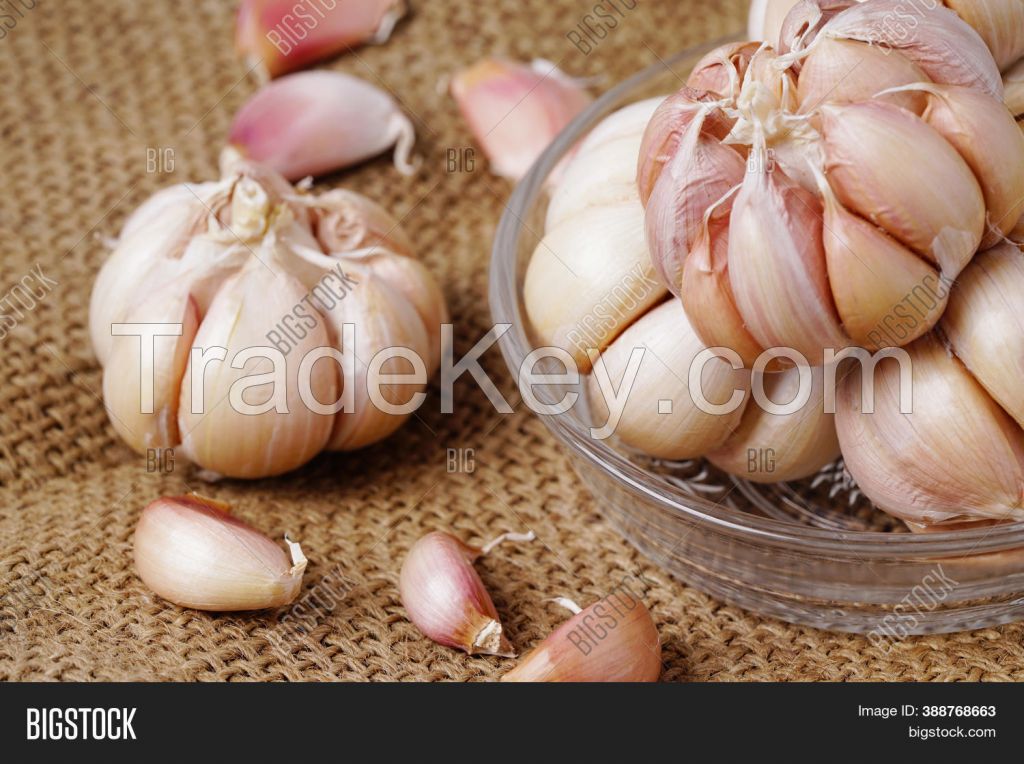 GARLIC