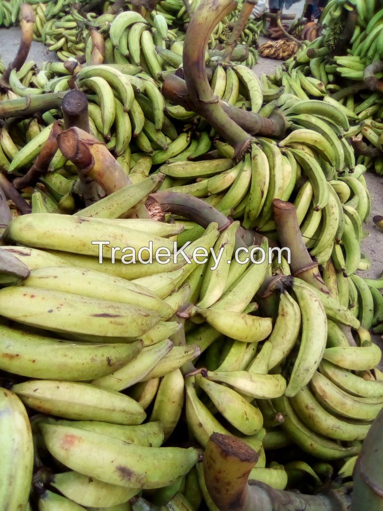 Plantain