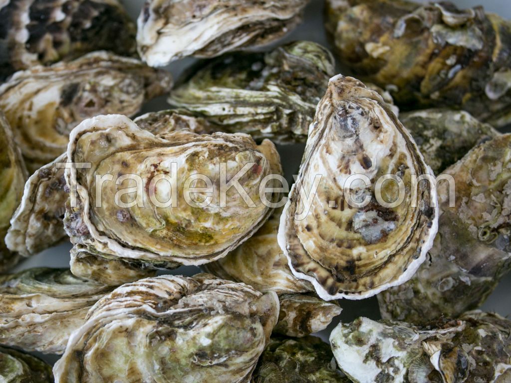 Oysters