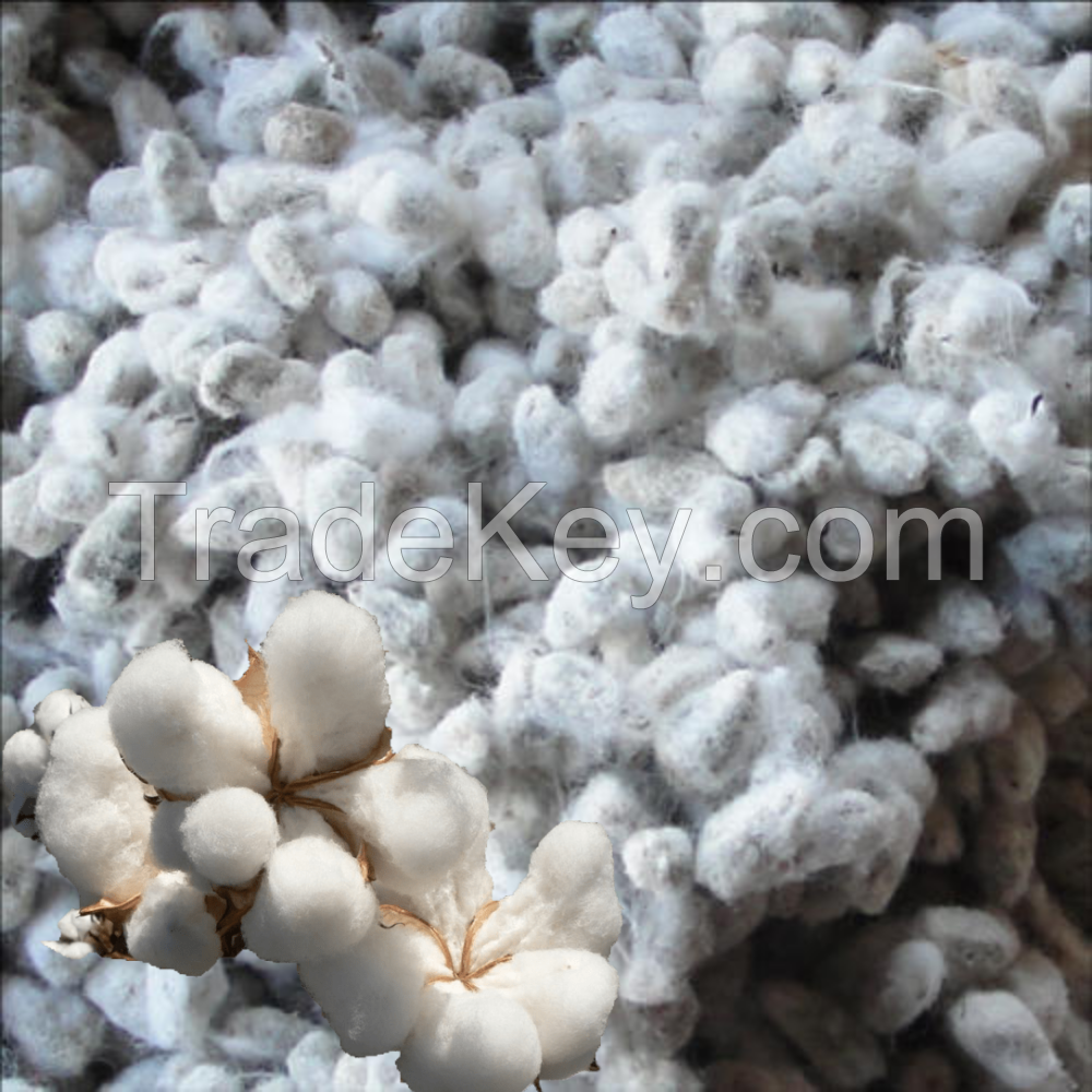 Cotton Seeds