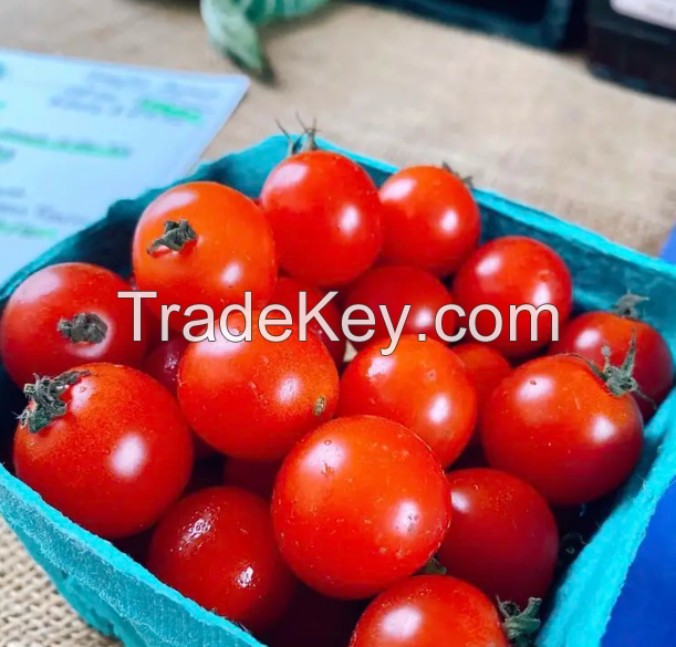 Fresh Tomatos Wholesale