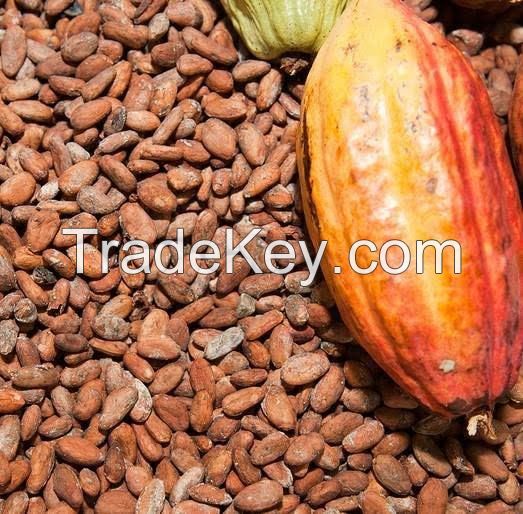 COCOA BEANS