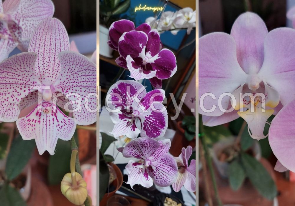 Phalaenopsis Orchid