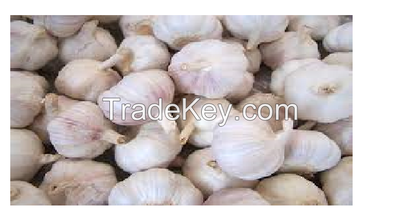 Fresh Garlic