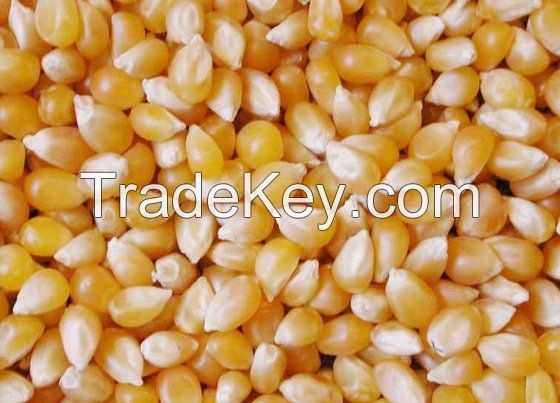 Selling Yellow Corn / Yellow Maize for Animal Feed Dry Style Poultry Feed First Grade Quality 