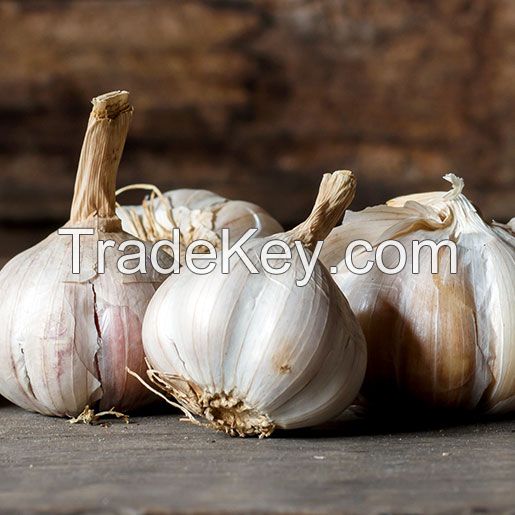 Garlic