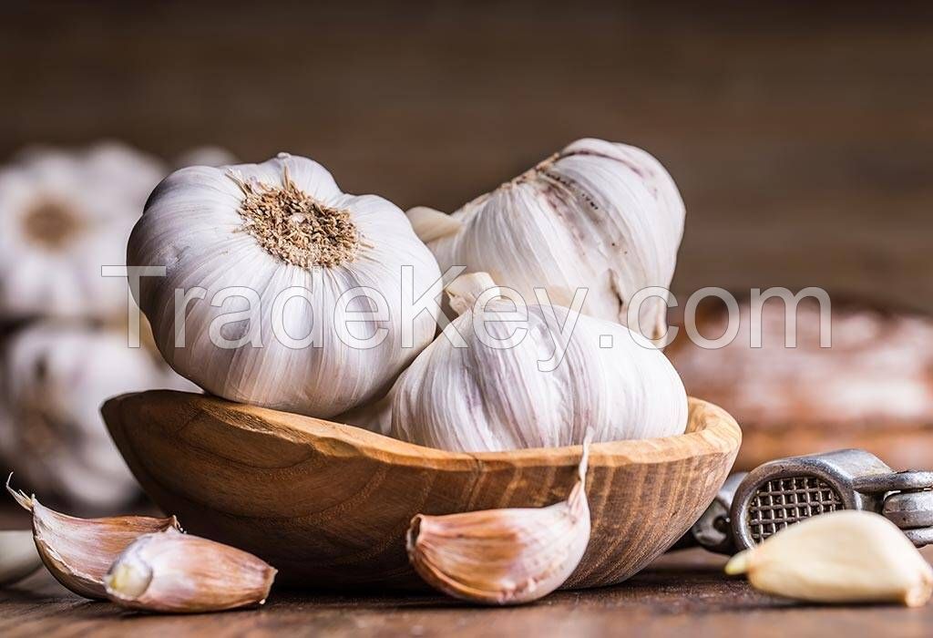 Garlic