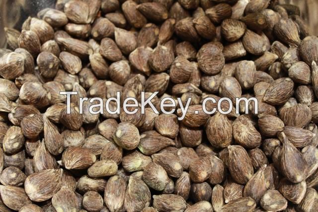 Palm kernel