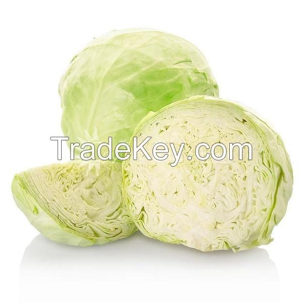 Fresh Healthy Cabbage 