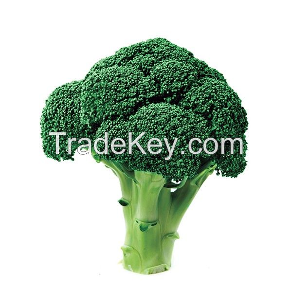 Fresh Broccoli On Sale 