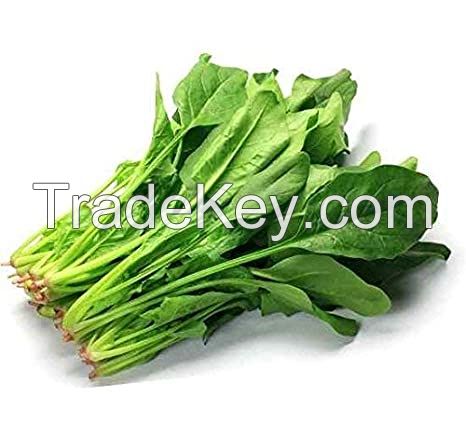 fresh spinach vegetable for sale bulk