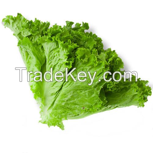 green lettuce plant for sale