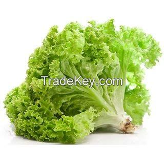 lettuce vegetable for sale bulk