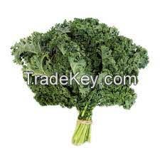 Kale Vegetable Suppliers Malaysia