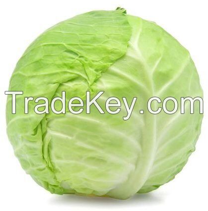 Fresh Cabbage Suppliers Dubai