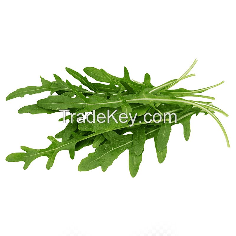 arugula leaf suppliers from china