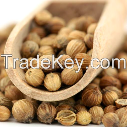 Coriander