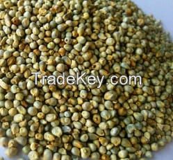 Millet (Bajra)