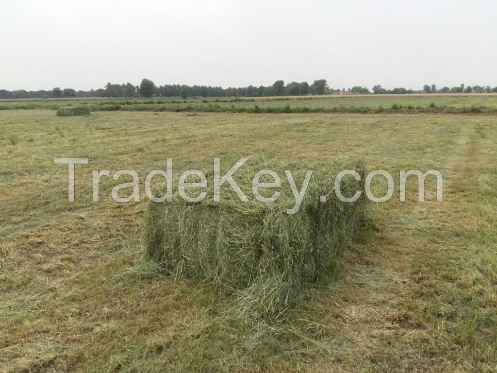 Rhodes Grass