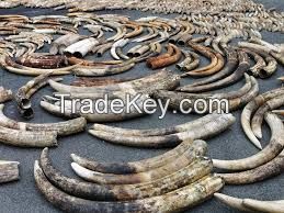 horns, elephant tusks