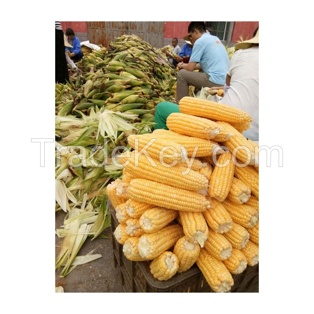 Top-quality white maize for sale ideal for animal feed and food industry