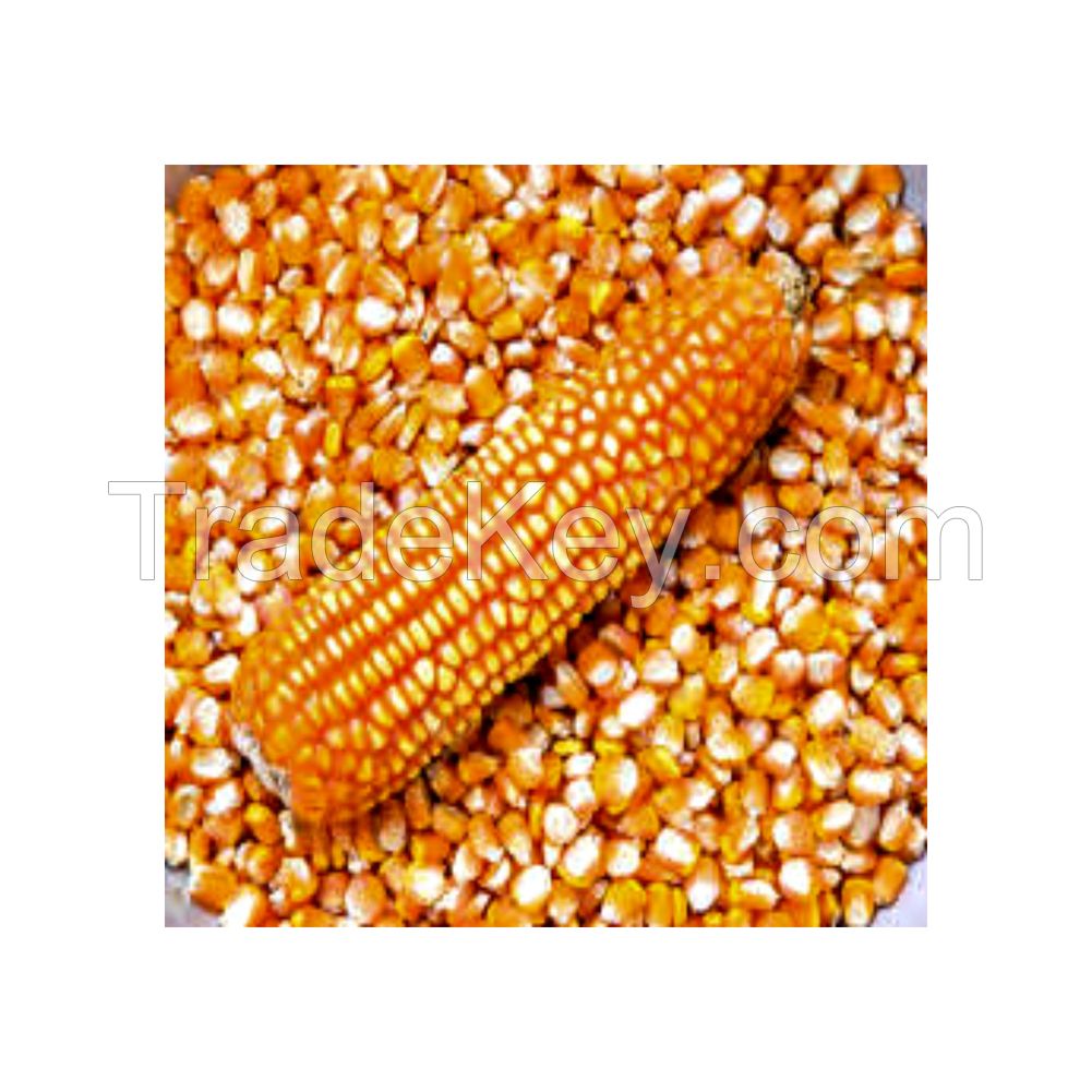 White Maize For Sale In Bulk Quality Assured Best Wholesale Rates