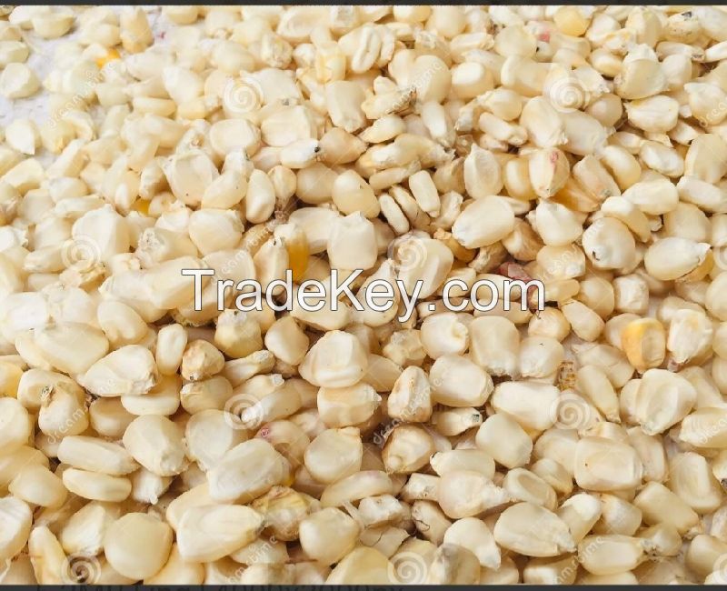 Low-cost White Maize Wholesale Best Supply For Business Needs