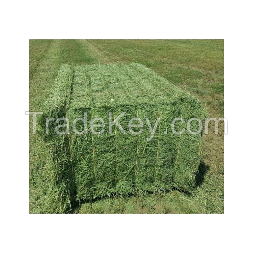 Ready to Ship Alfalfa Hay / Timothy Alfalfa Hay / Rhode Hay