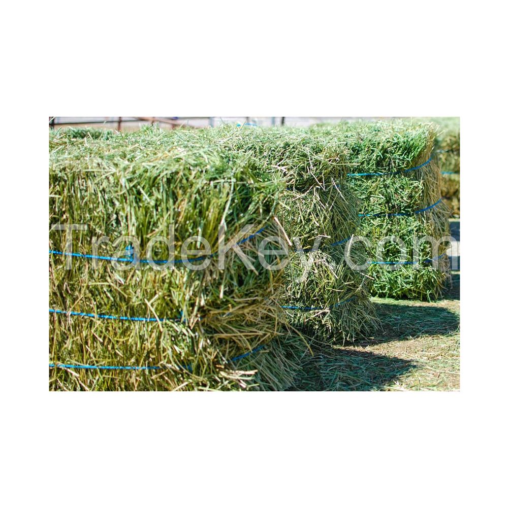 Ready to Ship Alfalfa Hay / Timothy Alfalfa Hay / Rhode Hay