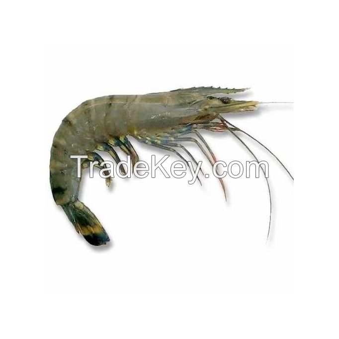 Shrimps for Sale at Wholesale Prices